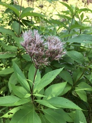 Eutrochium maculatum maculatum