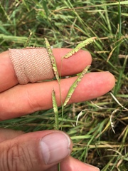 Paspalum denticulatum