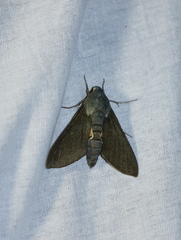 Hyles vespertilio