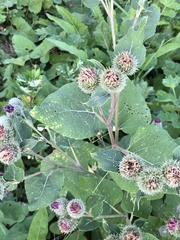Arctium tomentosum