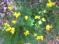 Lotus corniculatus