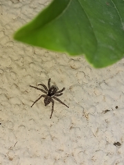 Menemerus semilimbatus