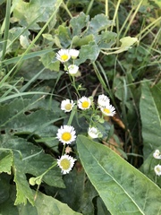 Erigeron strigosus