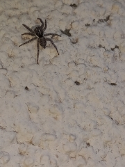 Menemerus semilimbatus