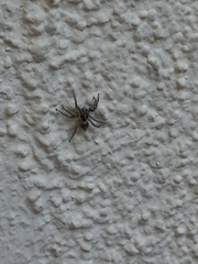 Menemerus semilimbatus