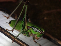 Eupholidoptera leucasi