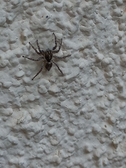 Menemerus semilimbatus