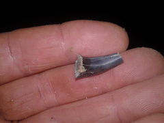Lamniformes