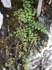 Cryptogramma stelleri