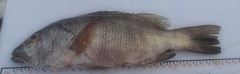 Lutjanus novemfasciatus