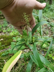 Dichanthelium polyanthes