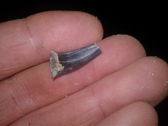 Lamniformes