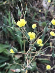 Lactuca serriola