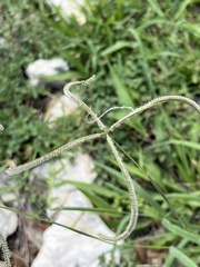 Stapfochloa