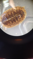 Leptochiton asellus