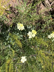 Lithospermum cobrense