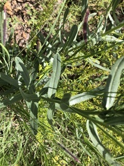 Lithospermum cobrense