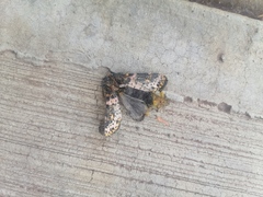 Xanthopastis moctezuma