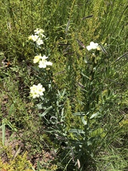 Lithospermum cobrense