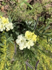 Lithospermum cobrense