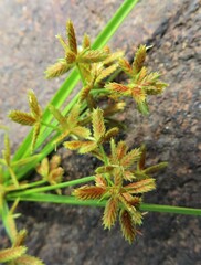 Cyperus dentatus