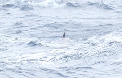 Ziphius cavirostris