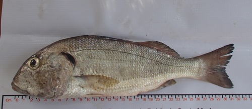 Raucous grunt (Haemulopsis leuciscus) — Haemulidae — 3