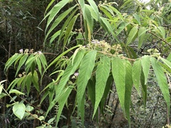 Callicarpa pilosissima