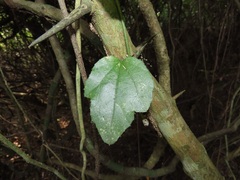 Pyrenacantha scandens