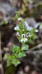 Euphrasia frigida