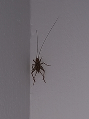 Gryllomorpha dalmatina