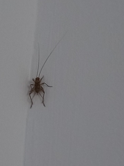 Gryllomorpha dalmatina