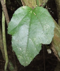 Pyrenacantha scandens