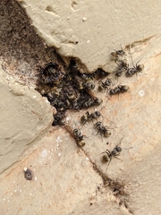 Camponotus arboreus