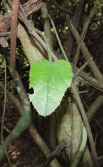 Pyrenacantha scandens