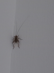 Gryllomorpha dalmatina
