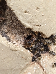 Camponotus arboreus