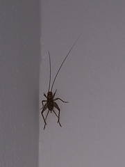 Gryllomorpha dalmatina