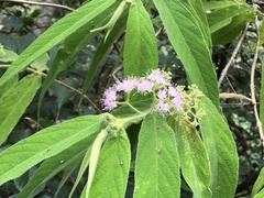 Callicarpa pilosissima