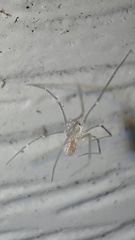 Spermophora senoculata