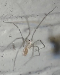 Spermophora senoculata