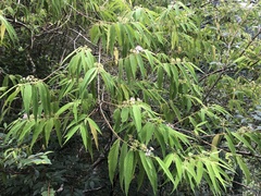 Callicarpa pilosissima