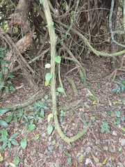 Pyrenacantha scandens