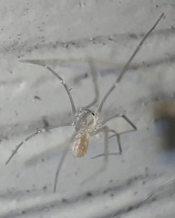 Spermophora senoculata