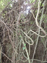 Pyrenacantha scandens