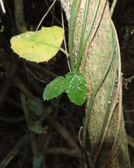 Pyrenacantha scandens