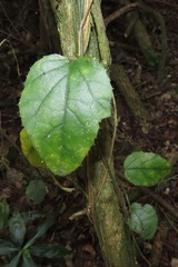 Pyrenacantha scandens