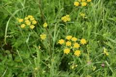 Pastinaca hirsuta