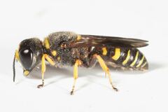 Ectemnius decemmaculatus