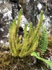 Mountain Firmoss - Photo (c) Samuel Brinker, some rights reserved (CC BY-NC), uploaded by Samuel Brinker